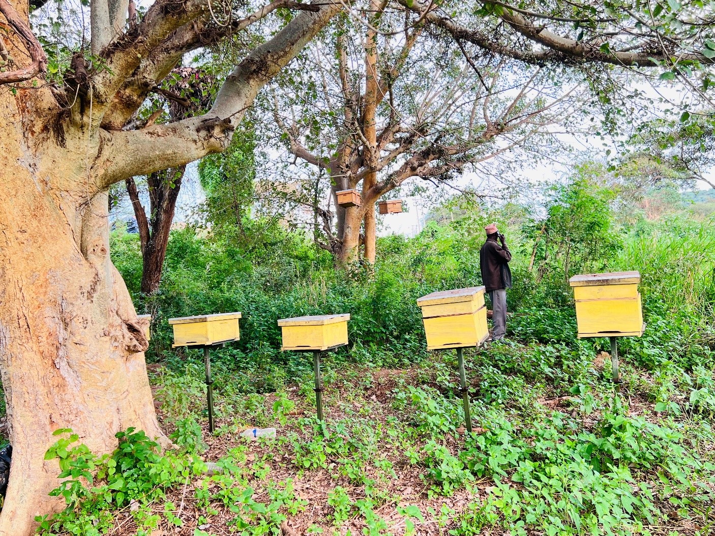 Asali Bora Beekeeping
