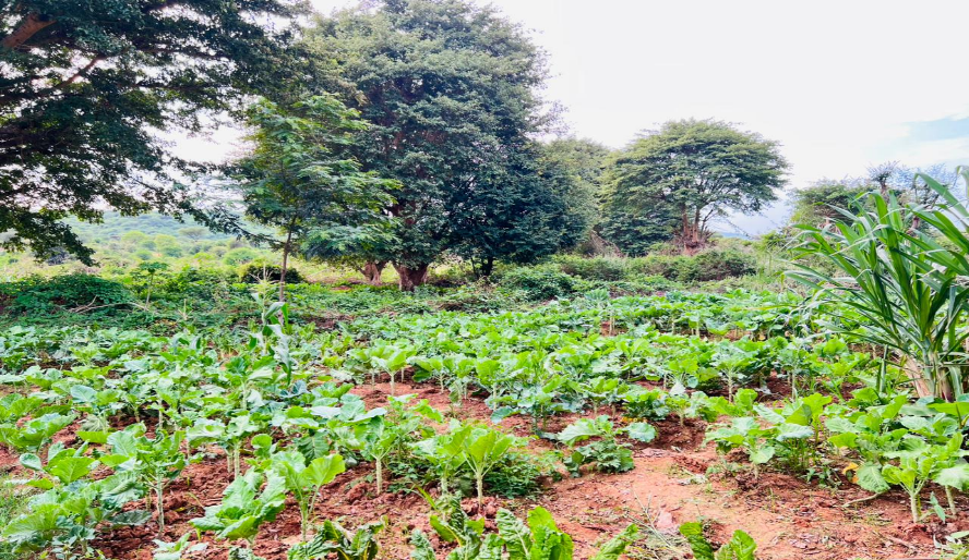 Holale Water Project