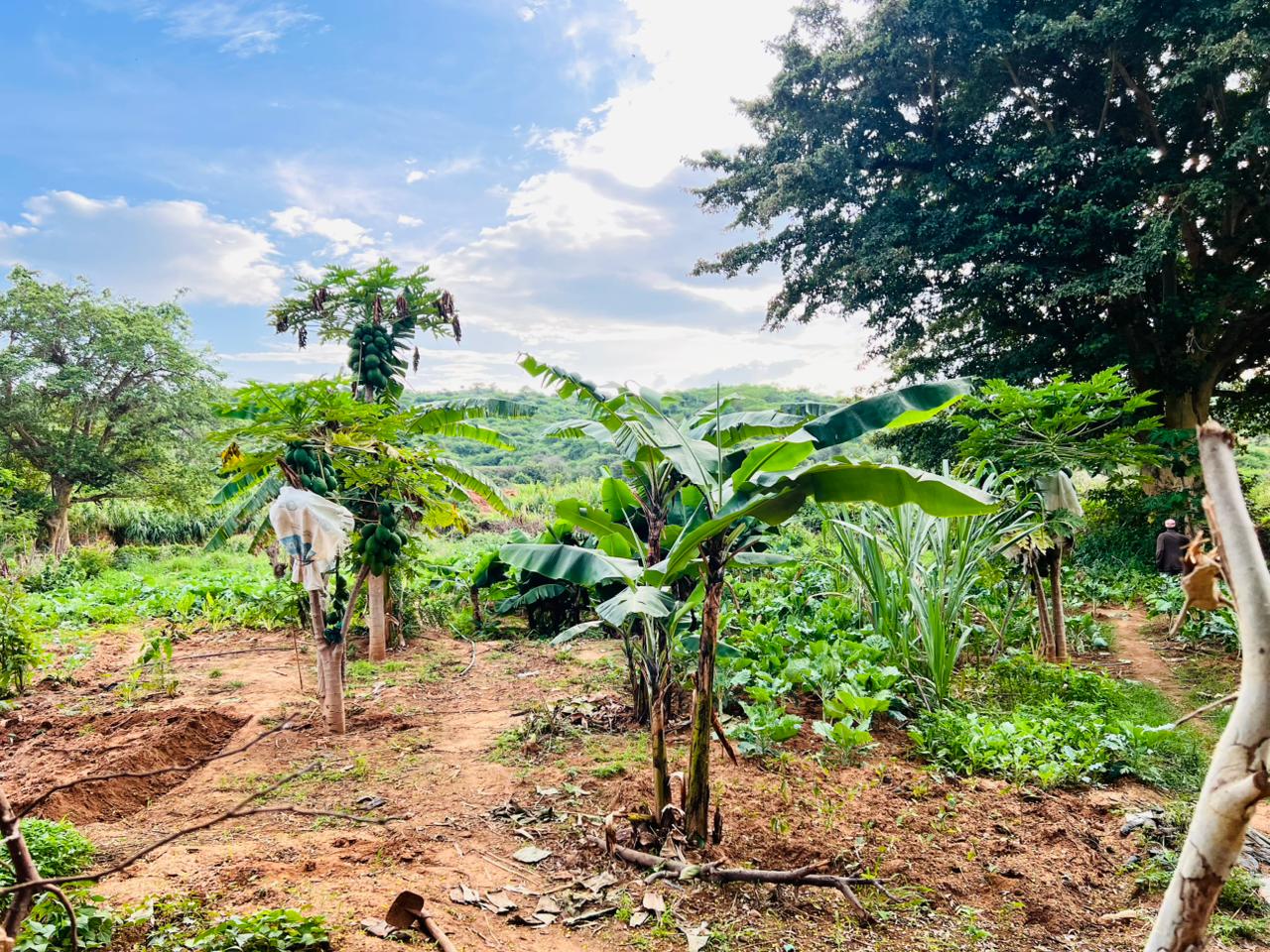 Food Security & Sustainable Agriculture